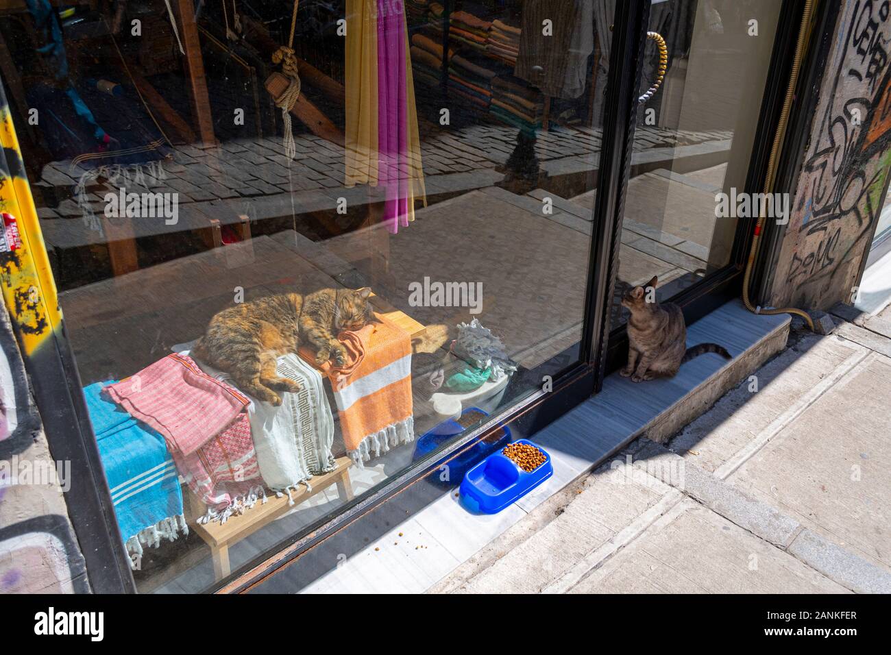 Ein cat Lounges in der Sonne hinter dem Fenster mit anderen wartet an der Tür in einem Geschäft in Istanbul zu kommen. Stockfoto