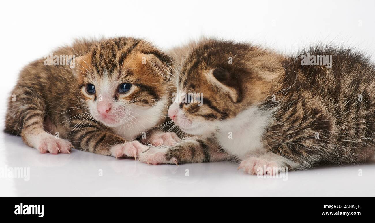 Zwei kleine Kätzchen auf weißem Hintergrund Stockfoto