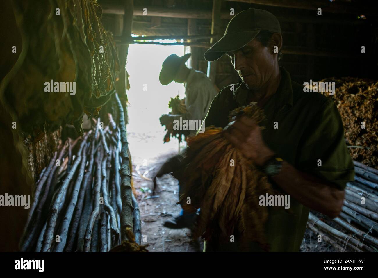 Tabak. El Cayuco, Pinar del Río, Kuba. Stockfoto