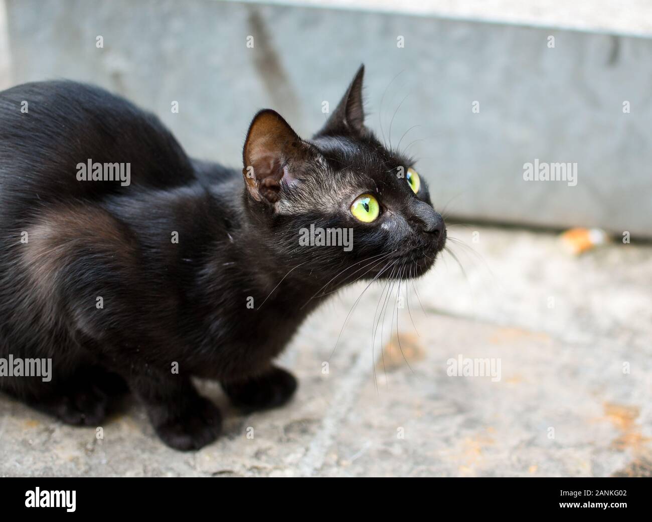 Ein streunender kurze behaarte schwarze Katze mit gelben, grünen Augen sitzt auf Pflaster in Kotor, Montenegro, der "Stadt der Katzen'. Stockfoto