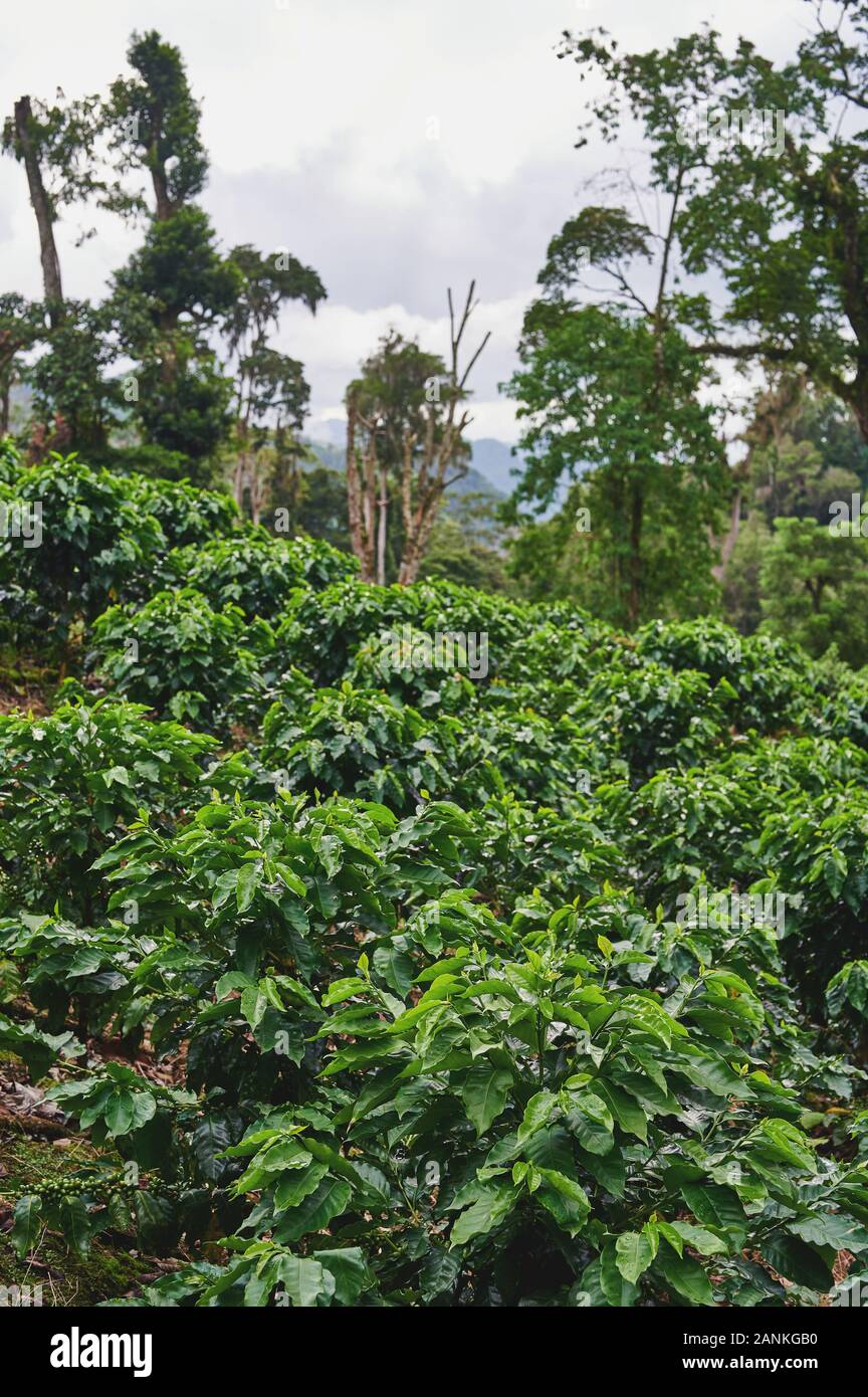 Grüner Kaffee Pflanzen auf die Berge im Hintergrund. Kaffee Industrie Thema Stockfoto