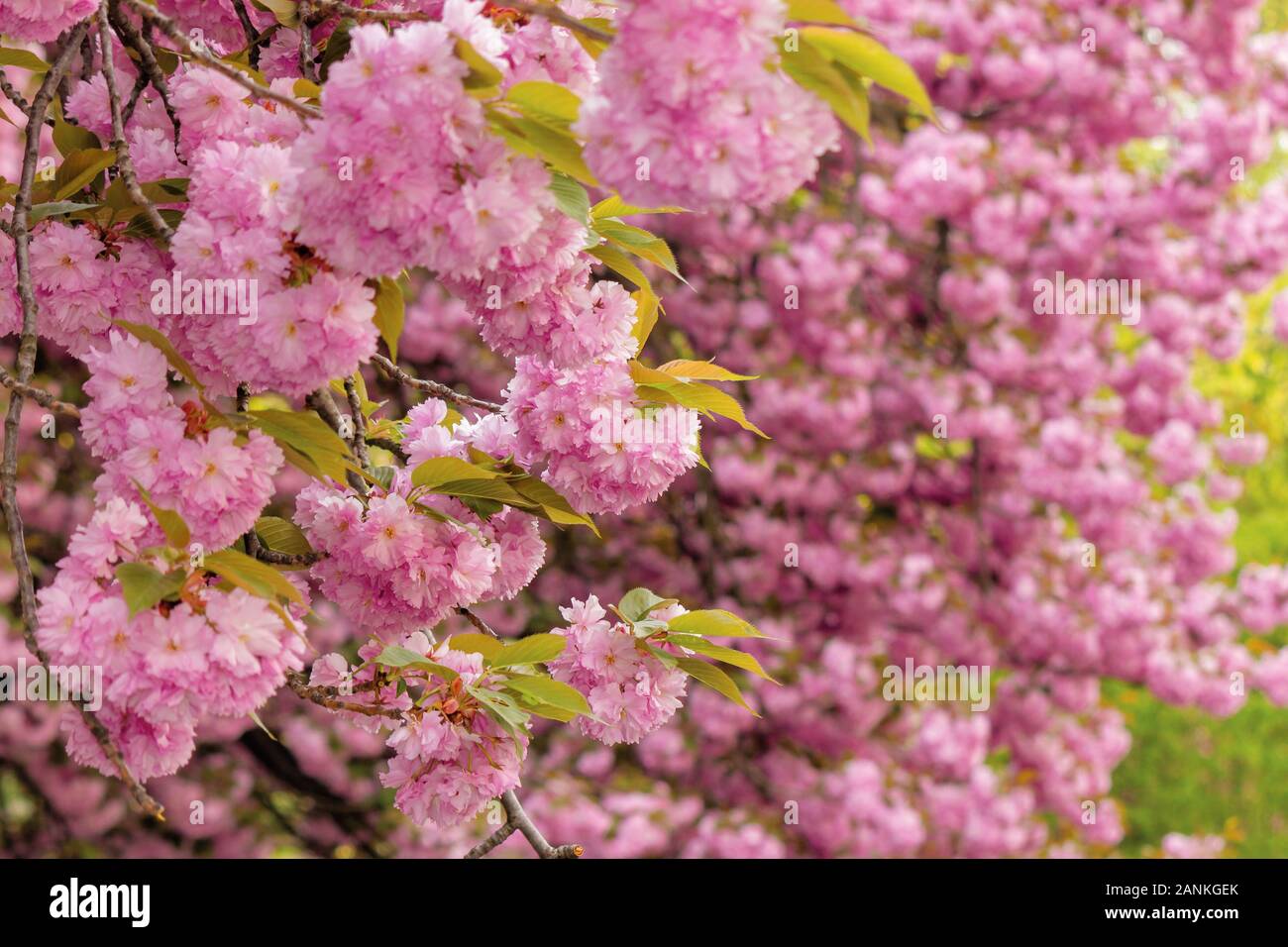 Kirschblüte im Park. Fantastisch Frühling Natur Landschaft. in der Nähe von blühenden Zweigen von Sakura Bäumen. wunderschöne Farbkombination aus rosa Blüten Stockfoto
