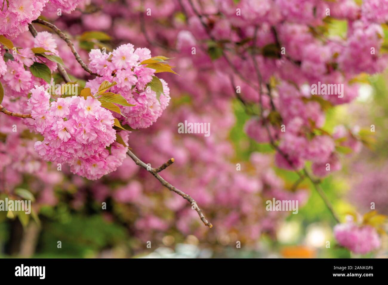 Kirschblüte im Garten. erstaunlich Frühling Natur Landschaft. in der Nähe von blühenden Zweigen von Sakura Bäumen. schöne Farbkombination aus rosa flowe Stockfoto
