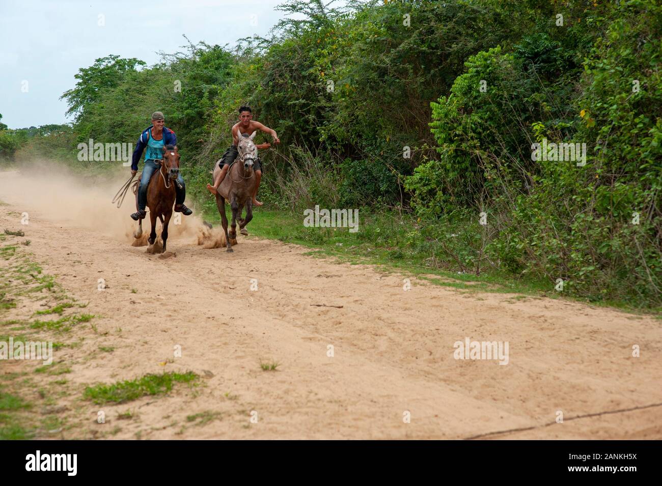 Pferderennen. El Cayuco, Pinar del Río, Kuba. Stockfoto
