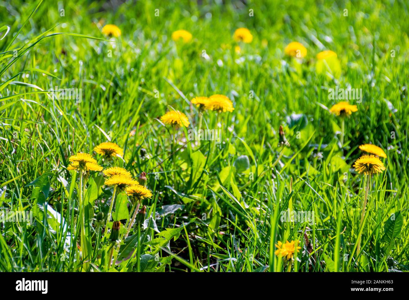 Gelber Löwenzahn Blumen im hohen Gras. Frühling Natur Hintergrund an einem sonnigen Tag. Stockfoto