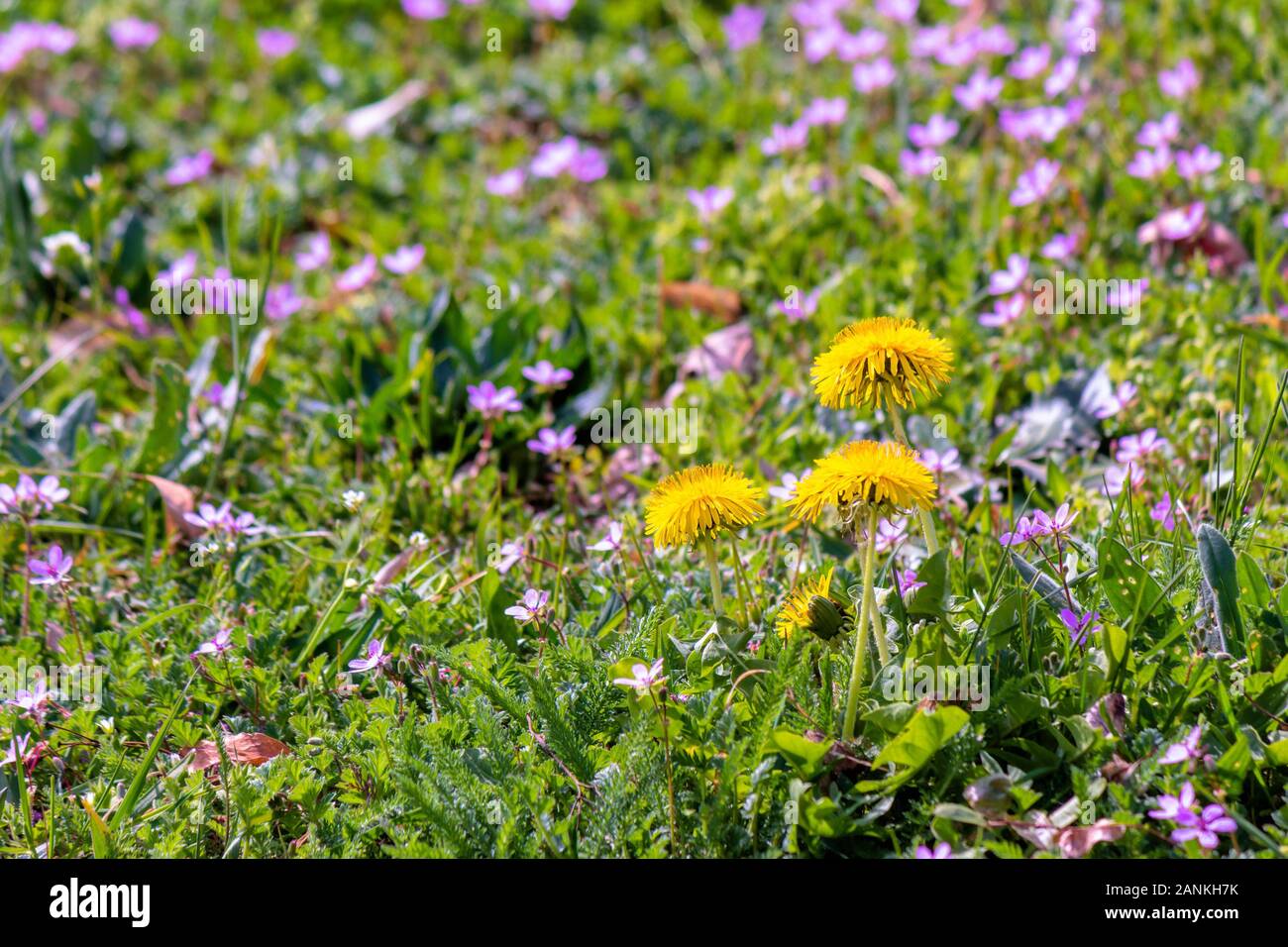 Gelb blühende unkräuter april Fotos und Bildmaterial in hoher