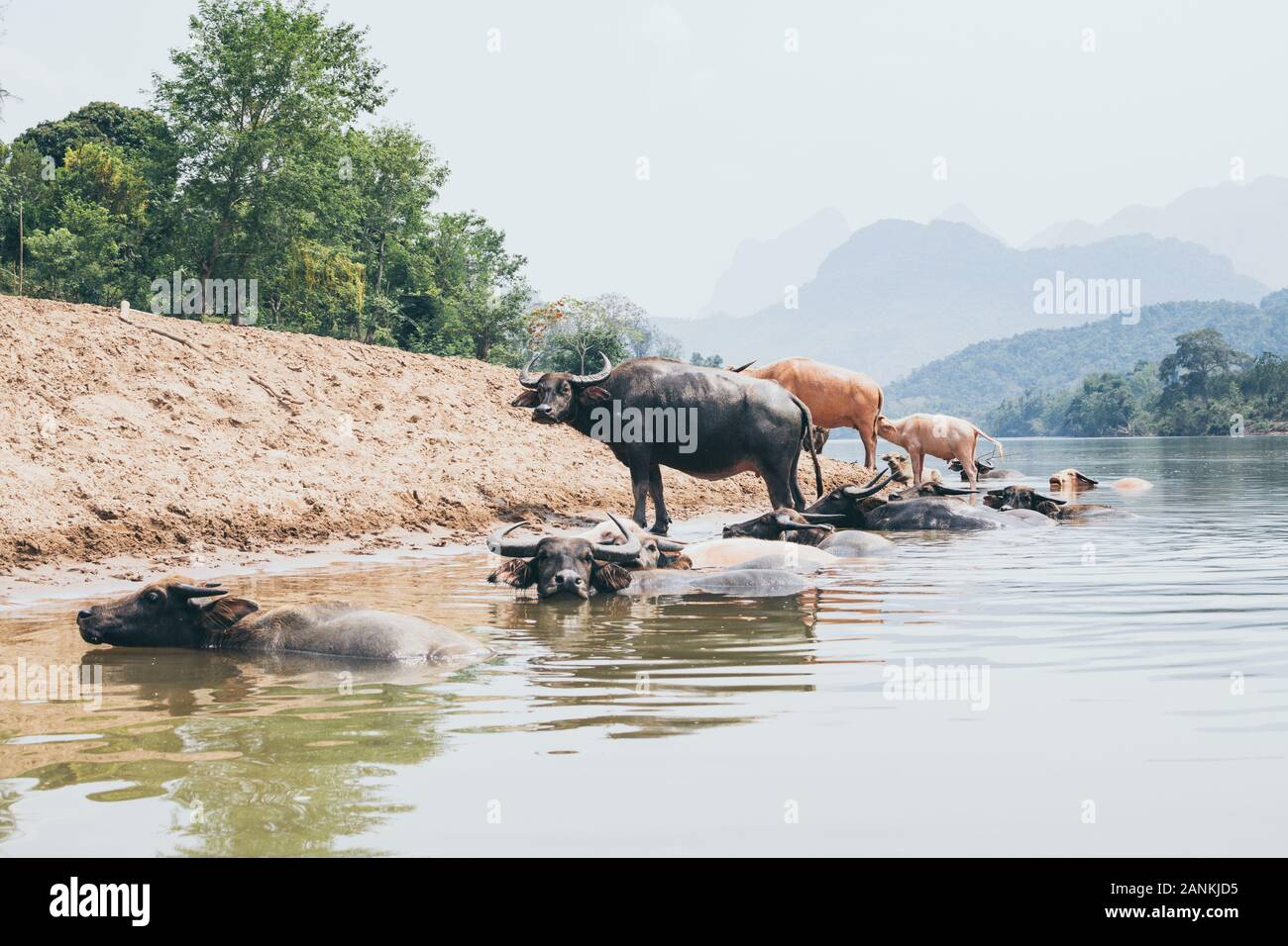 Herde Wasserbüffel, der an der Küste in der Nähe von Nong Khiaw Dorf, Laos. Stockfoto