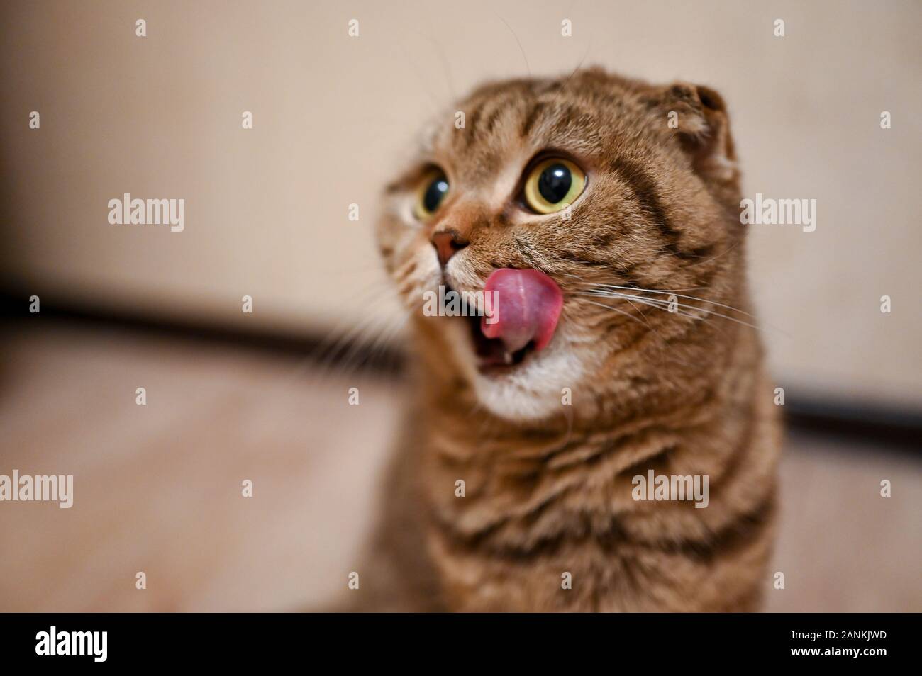 Tabby Scottish Fold Katze mit Mund und Zunge warten auf das Essen. Gesunde Katze Diät Stockfoto