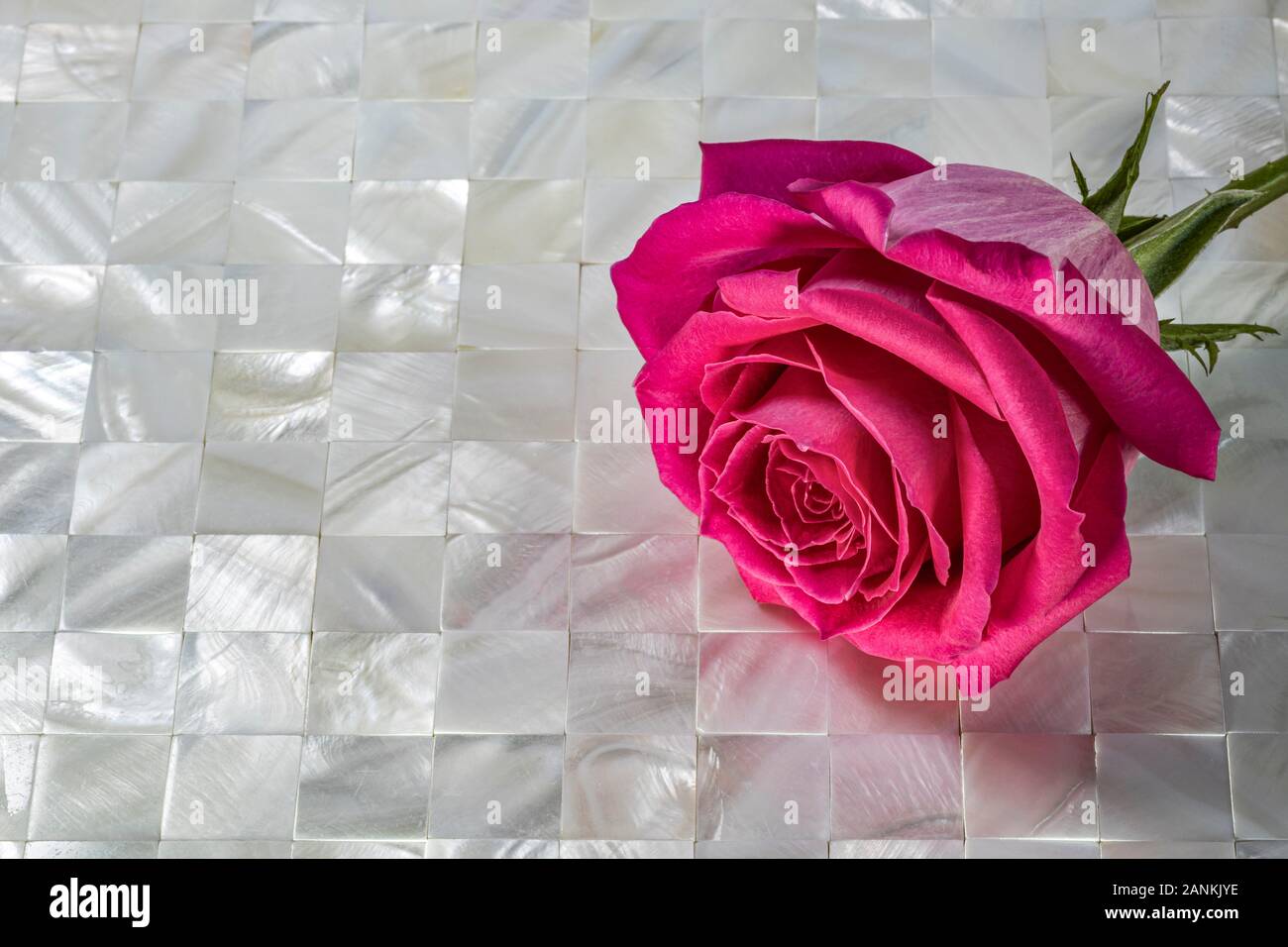 Rosa Rose auf Perlmutt Stockfoto