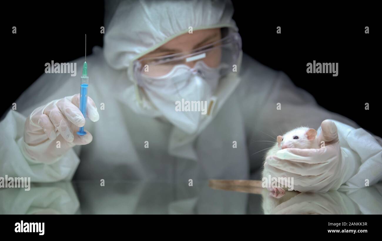 Medizinische Forscher, halten Sie die Spritze mit blauem Stoff und Ratte, Toxikologie Test Stockfoto