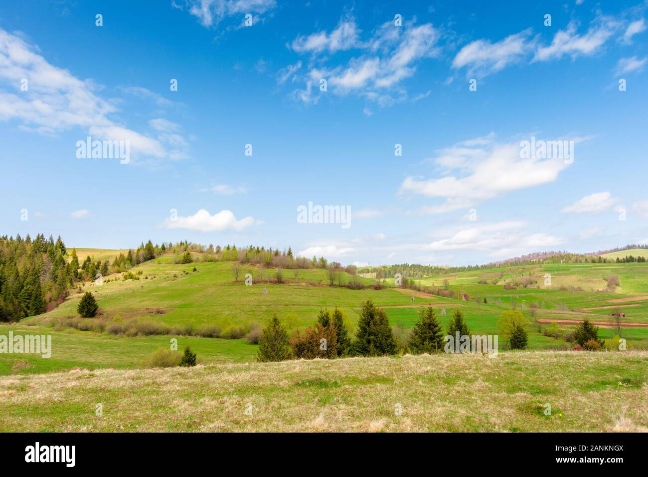 Rolling Hills der Karpaten Landschaft im Frühjahr. schöne ländliche Landschaft der Ukraine. grünen, grünen Wiesen und flauschige Wolken am blauen Himmel Stockfoto