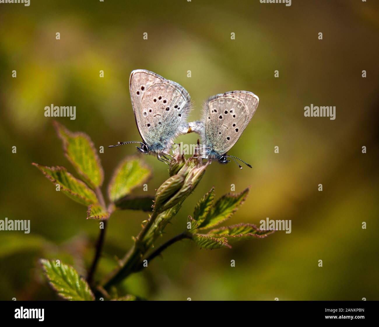 Paar von zwei Black-Eyed blaue Schmetterlinge Glaucopsyche melanops Paarung in der spanischen Landschaft in den Picos de Europa nördlichen Spanien Stockfoto