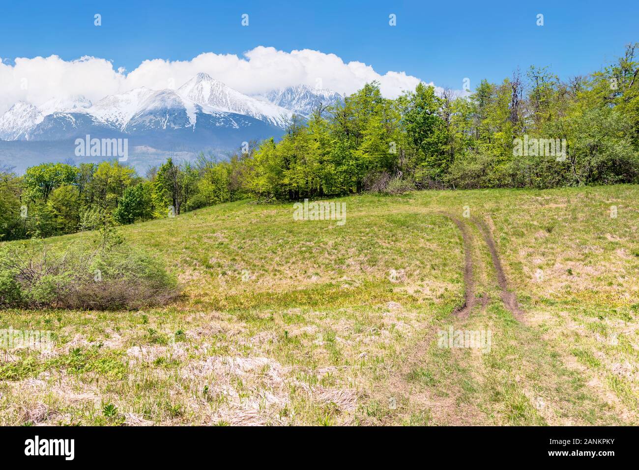 Idyllische frühling landschaft Composite. Wiese unter den Wald. Hohe Tatra Bergkamm mit Schnee bedeckten Gipfeln in der Ferne. sonniges Wetter mit Stockfoto
