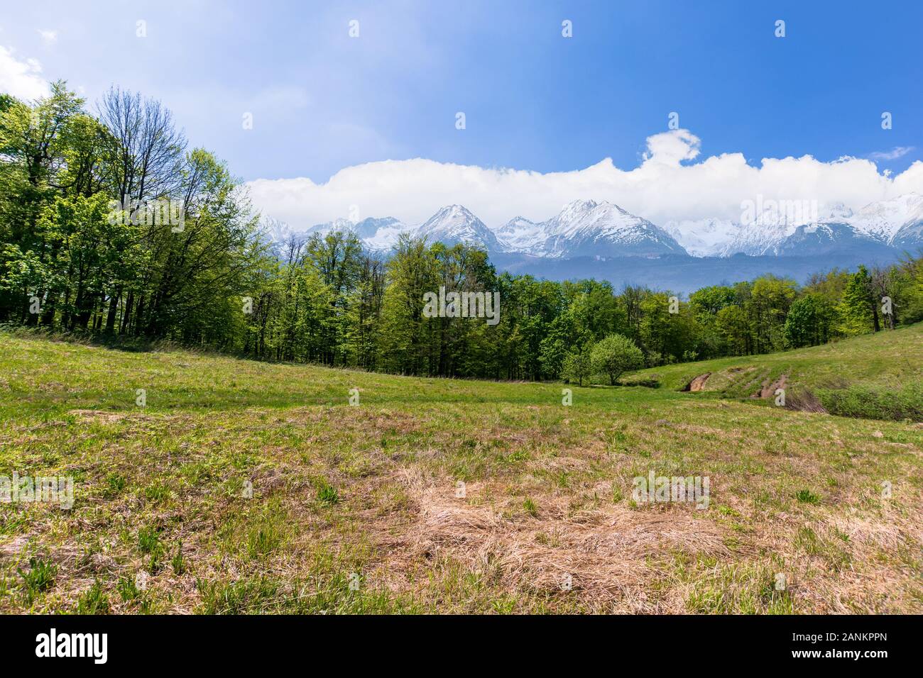Idyllische frühling landschaft Composite. Wiese unter den Wald. Hohe Tatra Bergkamm mit Schnee bedeckten Gipfeln in der Ferne. sonniges Wetter mit Stockfoto