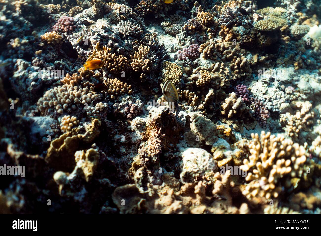 Korallenriff, Coral Reef Makro Fotografie, Underwater Coral Reef Textur, Meer Natur Nahaufnahme Stockfoto