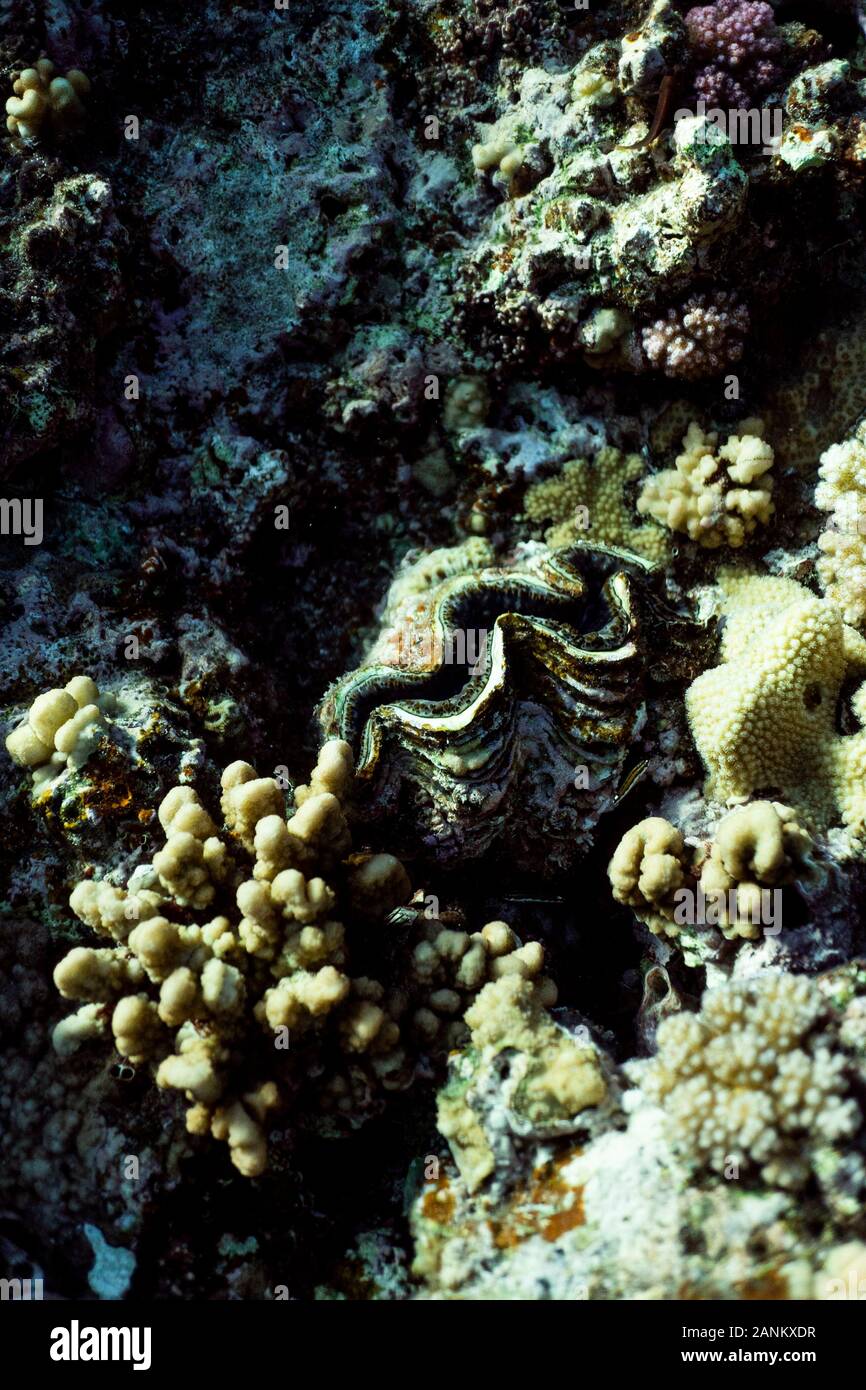 Korallenriff, Coral Reef Makro Fotografie, Underwater Coral Reef Textur, Meer Natur Nahaufnahme Stockfoto