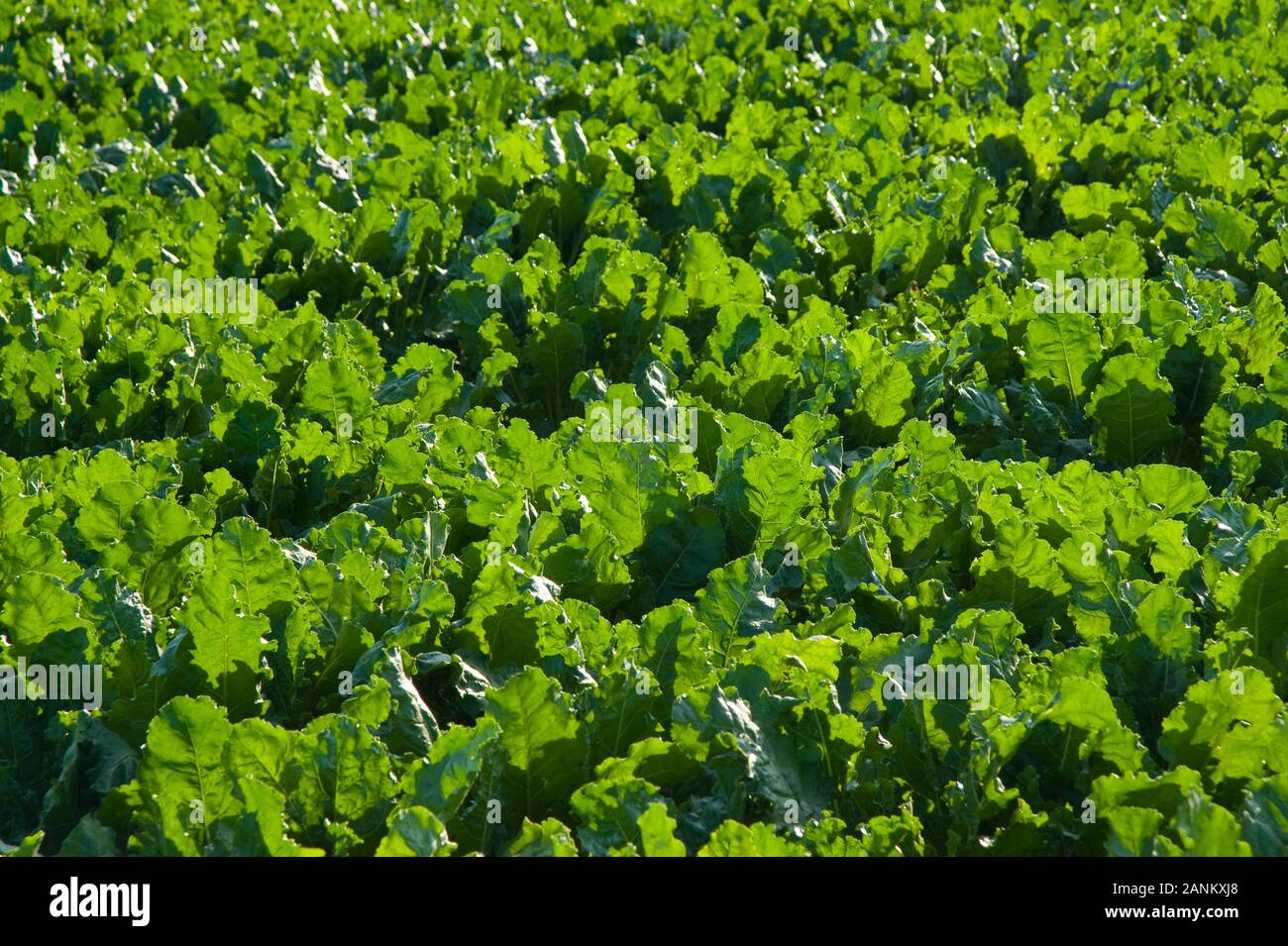 Salatfeld - Salat Stockfoto
