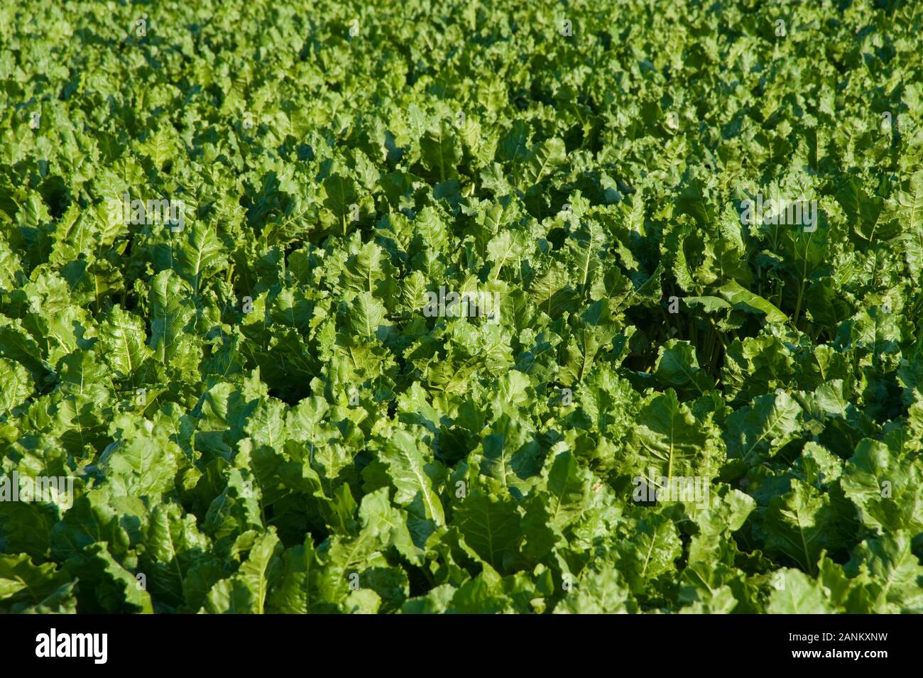 Salatfeld - Salat Stockfoto