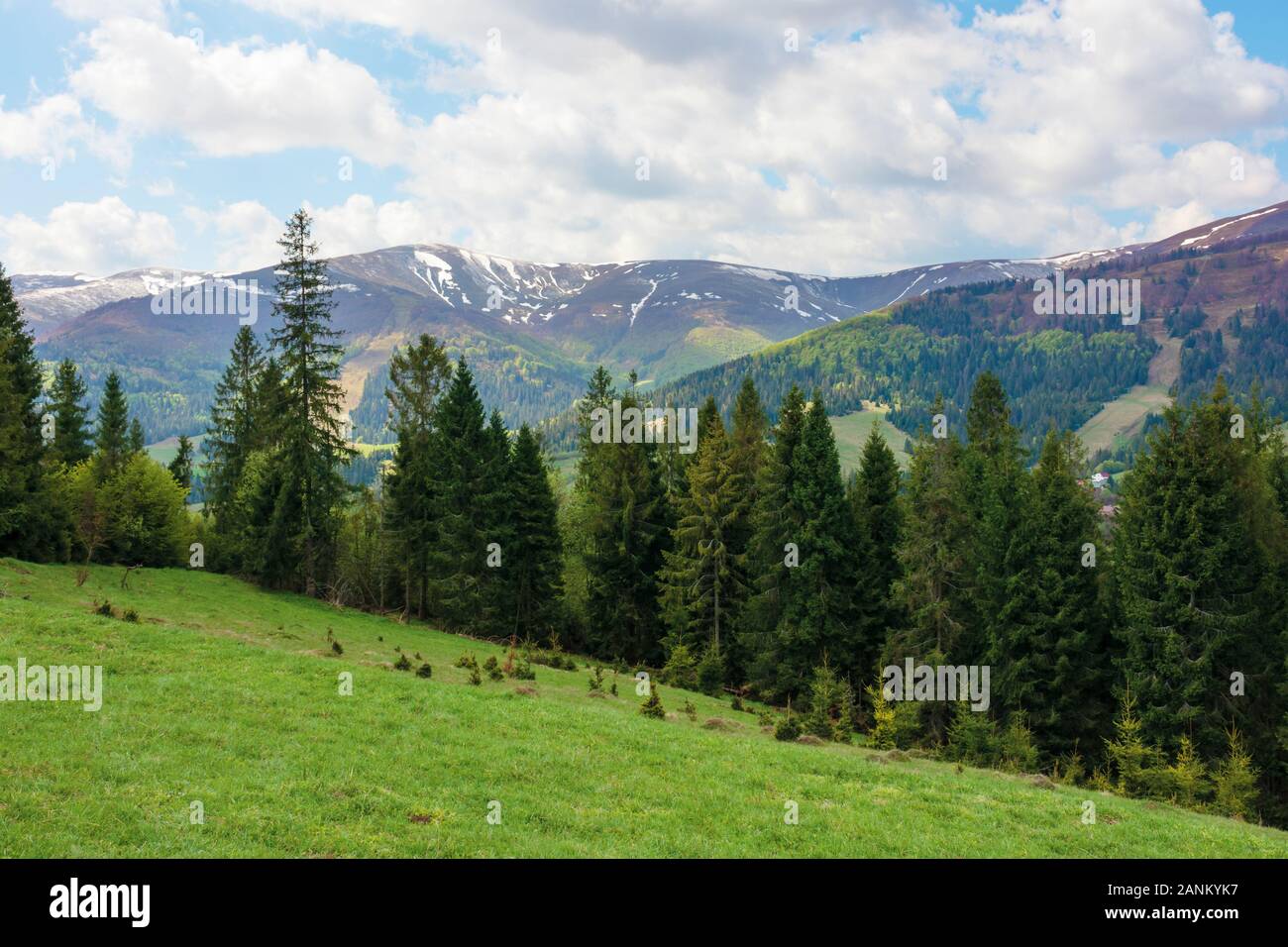 Wald auf einem grasbewachsenen Hügel in berge fichte. frühling landschaft in dappled Licht. Tops von weit entfernten Ridge mit Flecken Schnee. frische Luft auf der windigen weath Stockfoto