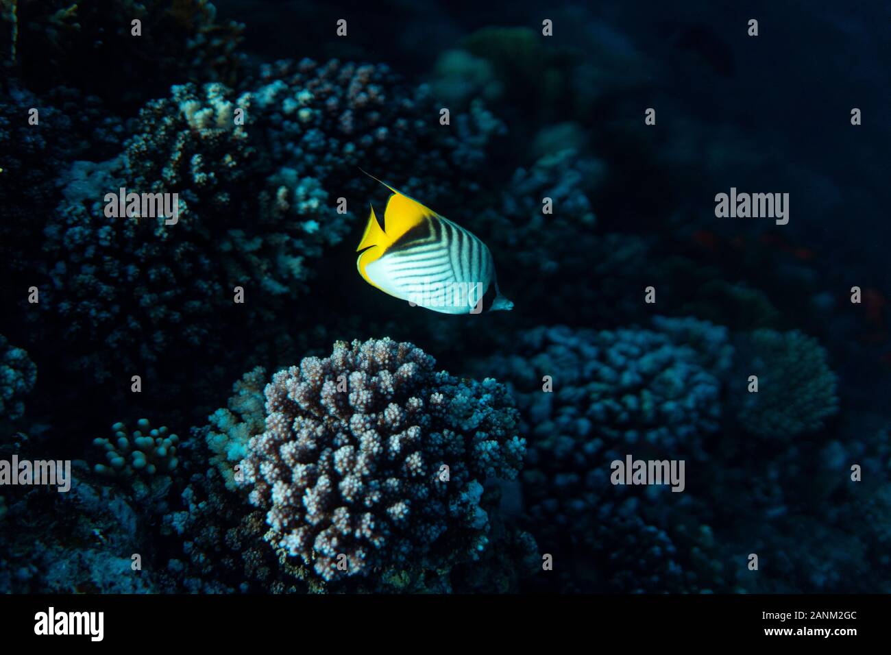 Chaetodon auriga unter Wasser in den Ozean in Ägypten, unter Wasser in den Ozean der Ägypten, Chaetodon auriga Unterwasser Fotografie Unterwasser Fotografie, Stockfoto