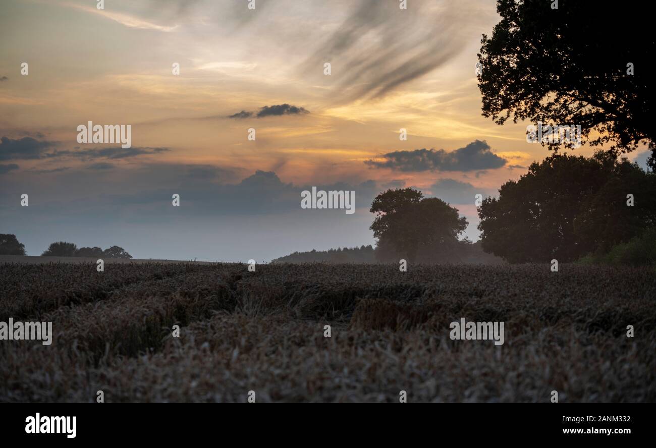 Sonnenuntergang Wolken über Reif dunstig Weizenfeld im Vereinigten Königreich Stockfoto