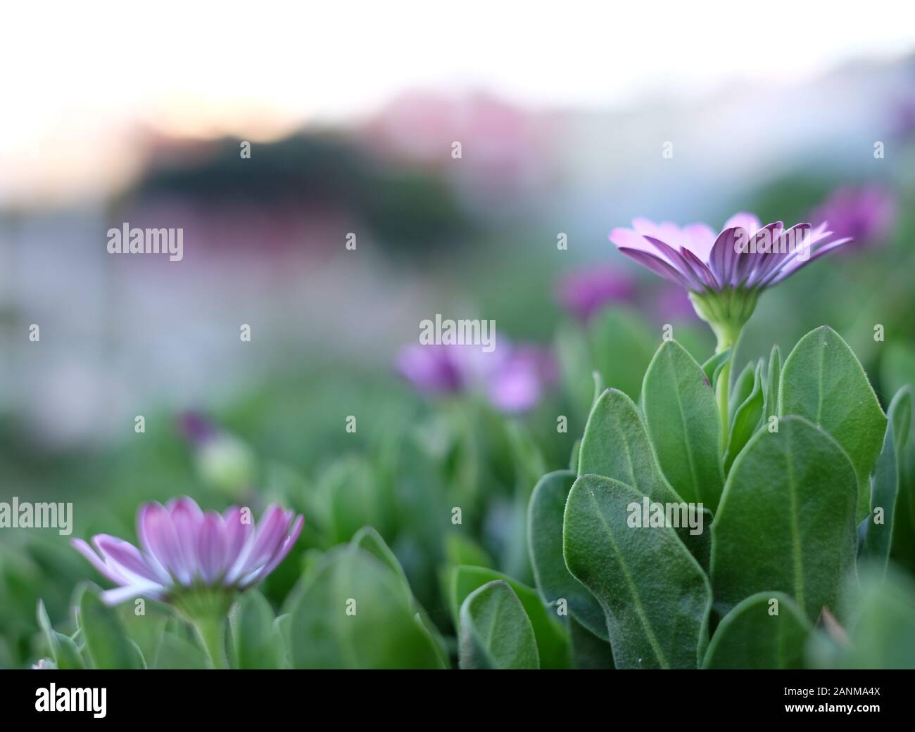 Lila Blüten vollständig geöffnet im Schatten mit weichen bokeh Hintergrund. Stockfoto