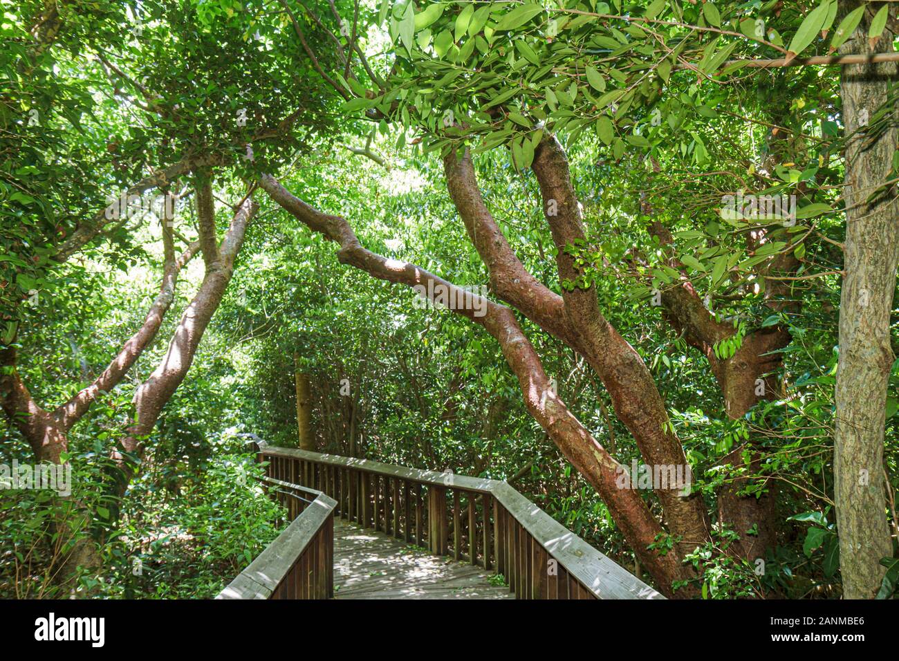 Boca Raton Florida, Palm Beach County, Gumbo Limboal Complex & Nature Center, Naturlehrpfad, erhöhte Promenade, FL100731062 Stockfoto