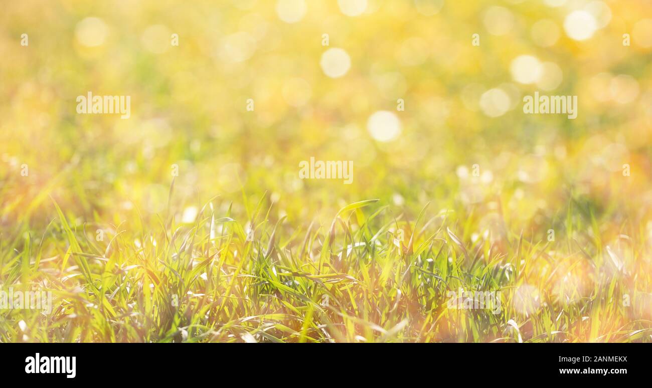 Hell Grün Gras in der Sonne. Der Hintergrund ist unscharf. Bildschirmschoner Textur, die die Grundlage für die Gestaltung. Stockfoto