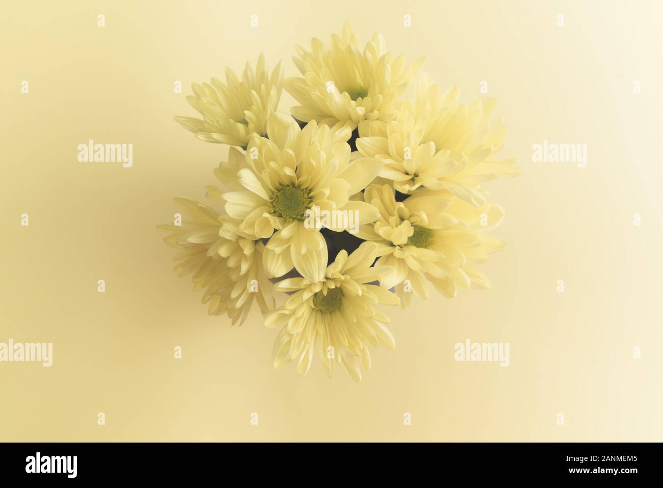 Weiche Chrysanthemum-Blumen auf Pastellgrund. Stockfoto