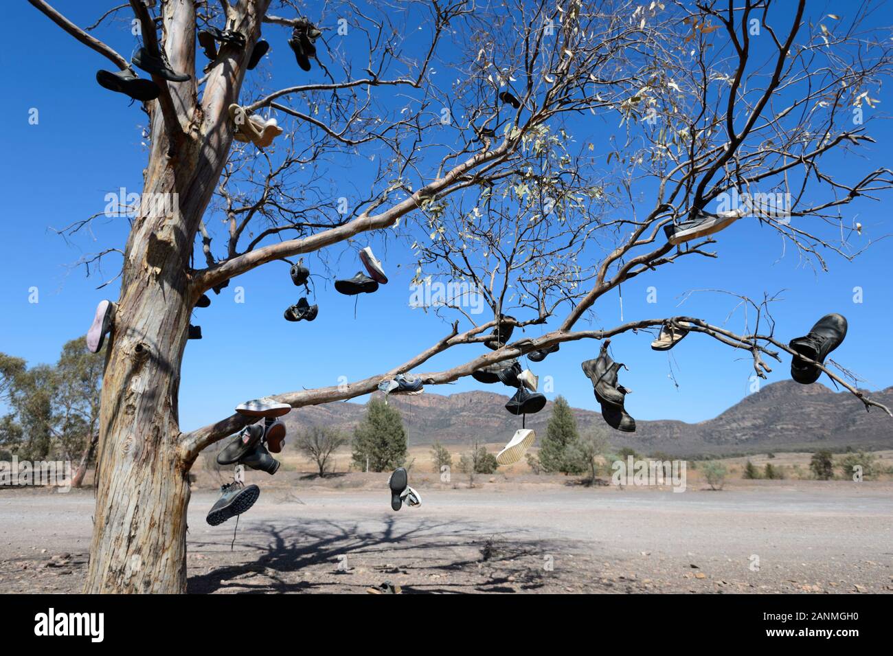 Baum mit Schuhe und Stiefel an der Gliedmaßen, Australien Stockfoto