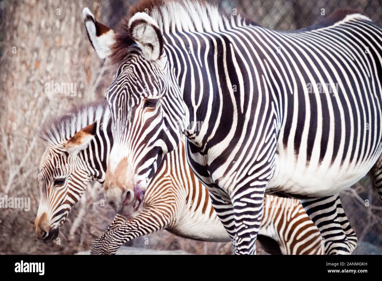 Eine Zebrastute und Fohlen von Grévy (Equus grevyi) im Valley Zoo in Edmonton, Alberta, Kanada. Stockfoto