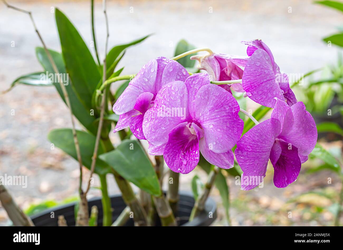 Schöne rosa Orchidee Blumen im Garten. Stockfoto
