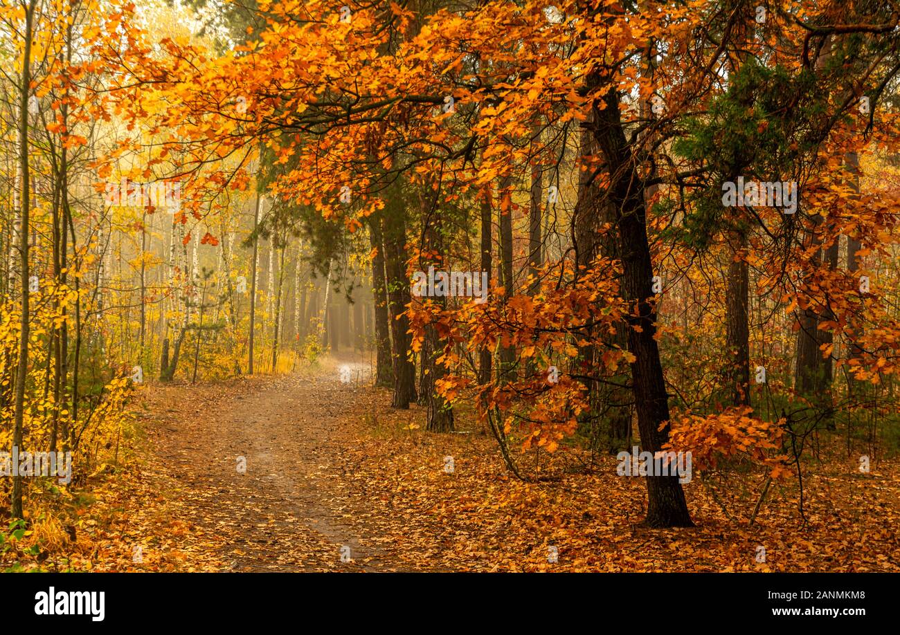 Herbst Landschaft. Schönen Tag für einen schönen Spaziergang. Einen schönen Wald mit Blätter im Herbst eingerichtet erfreut das Auge. Stockfoto