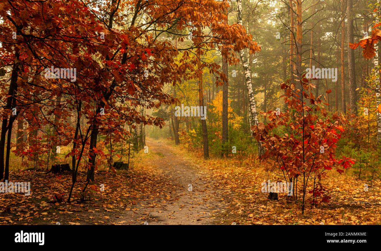 Herbst Landschaft. Schönen Tag für einen schönen Spaziergang. Einen schönen Wald mit Blätter im Herbst eingerichtet erfreut das Auge. Stockfoto