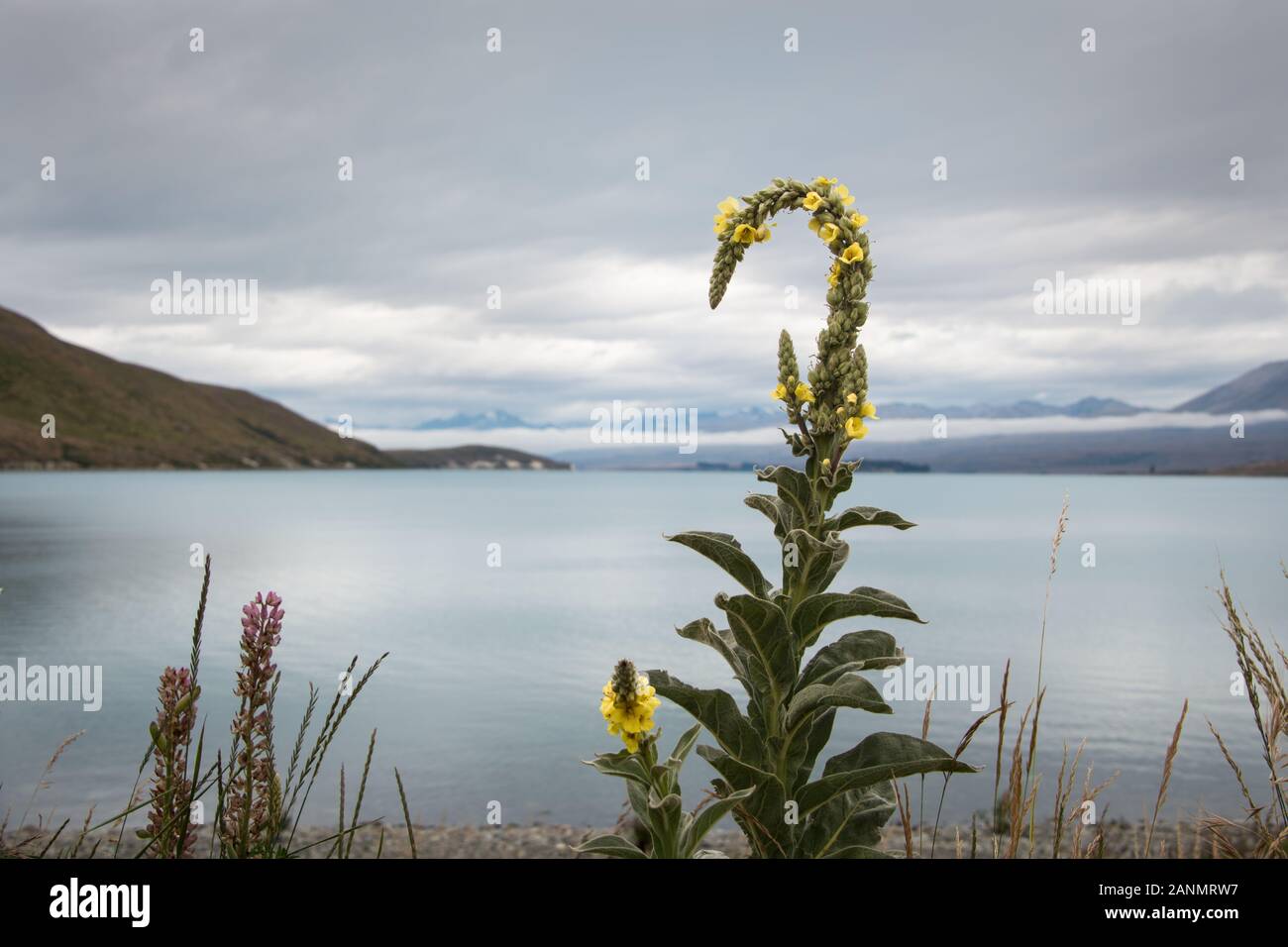 Gelbe Blumen von Lake Tekapo, Neuseeland Stockfoto