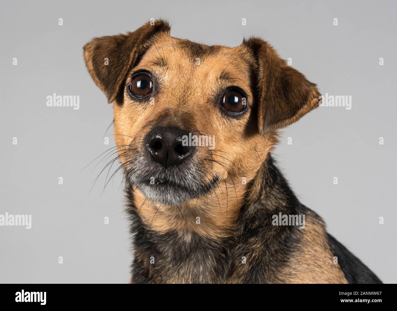 Jack Russell Terrier Crossbreed Dog, Großbritannien. Stockfoto