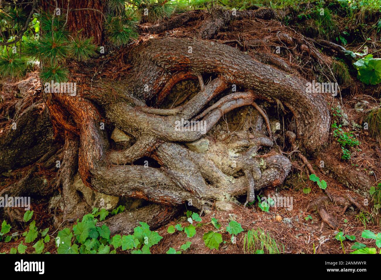 Detaillierte Aufnahme des komplexen nackten Wurzeln eines Larix Baum in einem Wald in den Schweizer Alpen Stockfoto