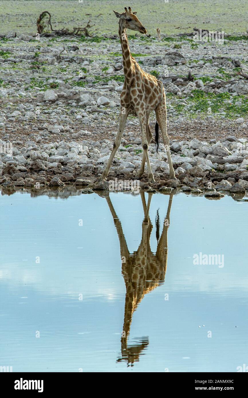 Eine Giraffe nervös Trinken an einem Wasserloch im Etosha Abendlicht. Stockfoto