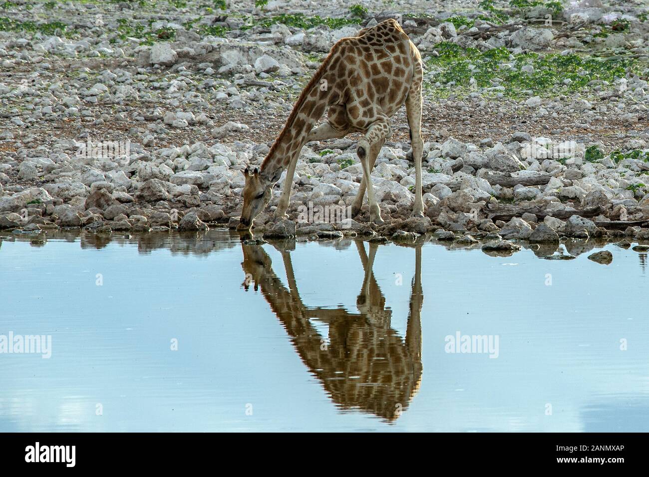 Eine Giraffe Trinken an einem Wasserloch im Etosha Abendlicht. Stockfoto
