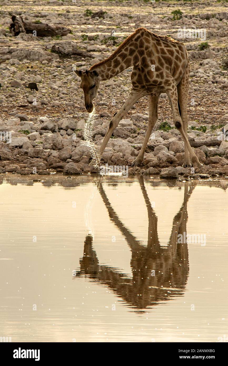 Eine Giraffe Trinken an einem Wasserloch im Etosha Abendlicht. Stockfoto