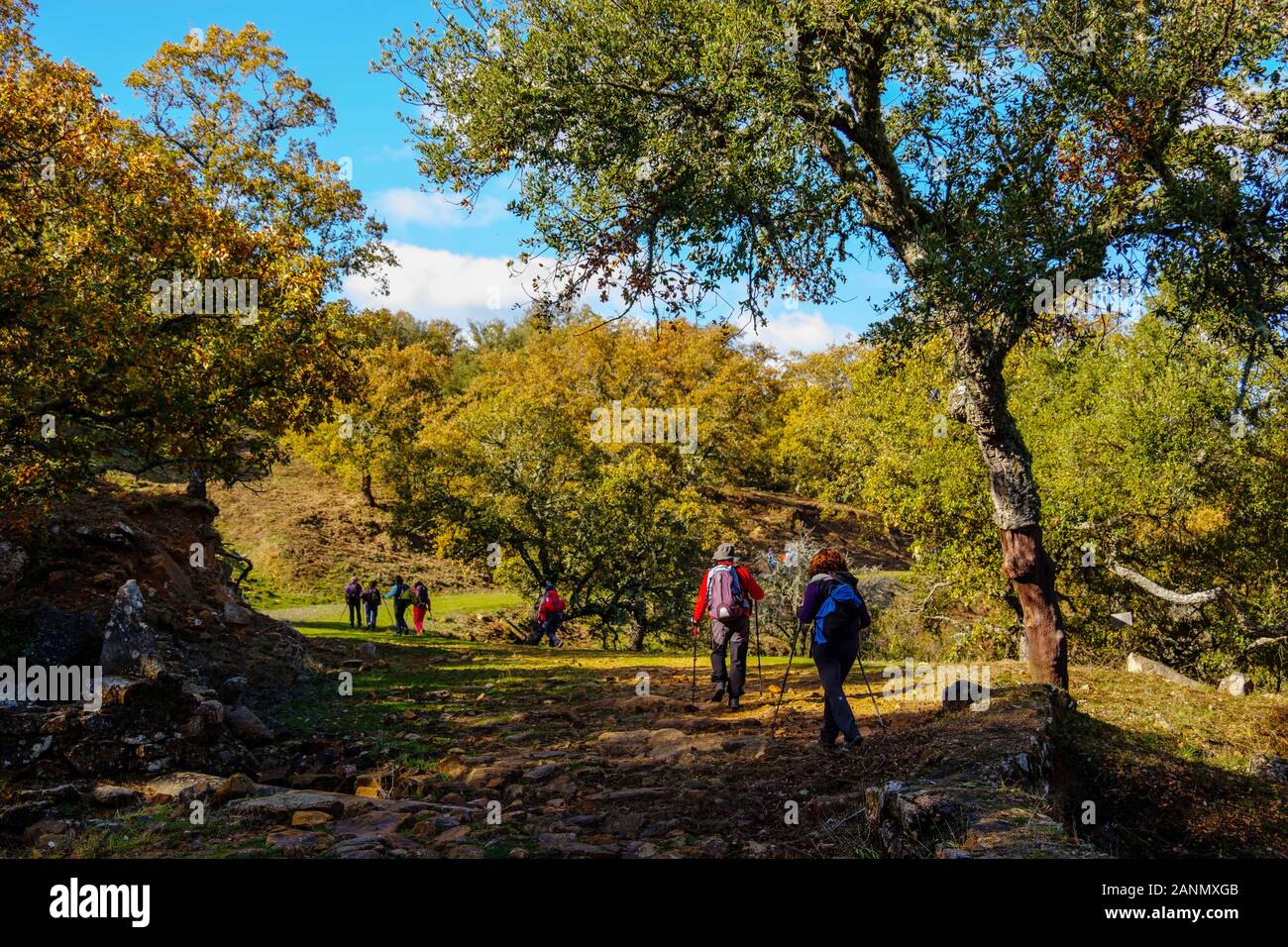 Wanderer eine Wanderung in der Natur, zwischen Korkeichen. Naturpark Sierra de Grazalema, Cadiz Provinz Andalusien. Spanien Europa Stockfoto