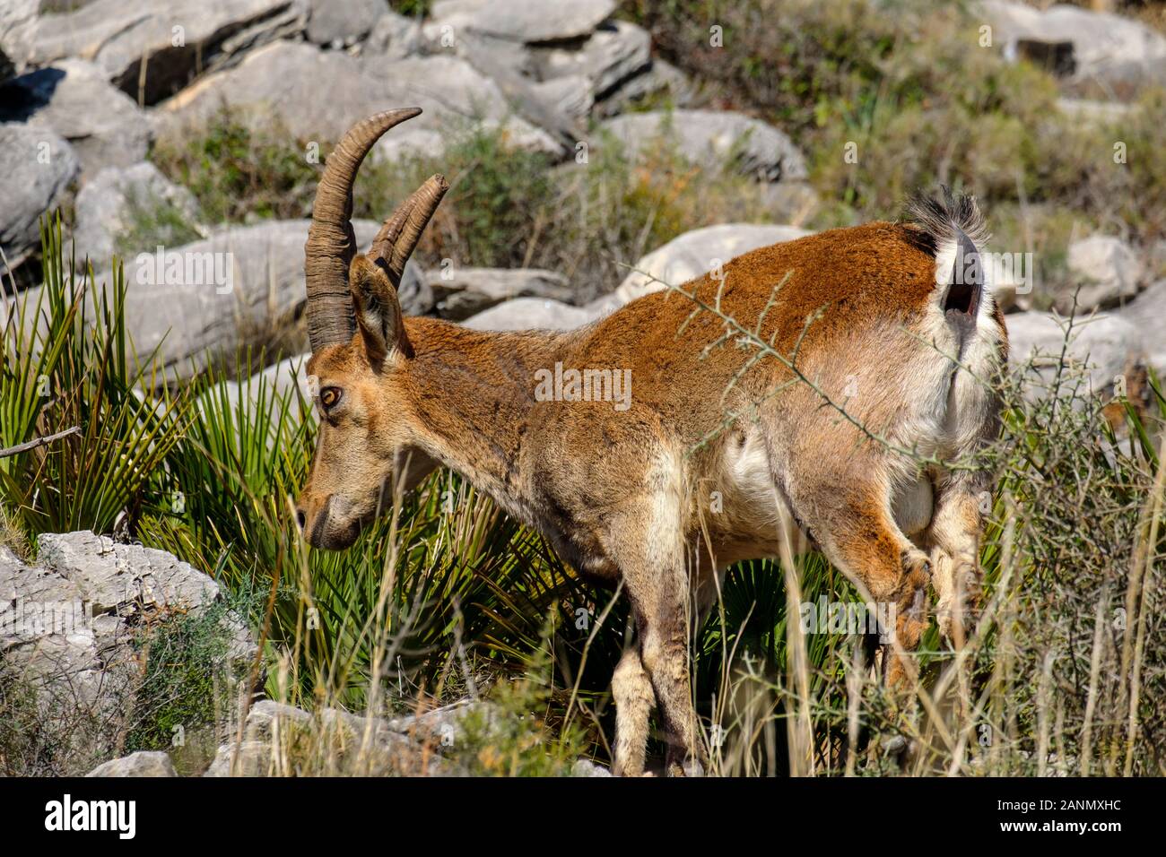 Iberischen Ziege oder Spanische ibex (Capra pyrenaica). Mijas in den Bergen, an der Costa del Sol. Im Süden der Provinz Malaga, Andalusien. Spanien Europa Stockfoto