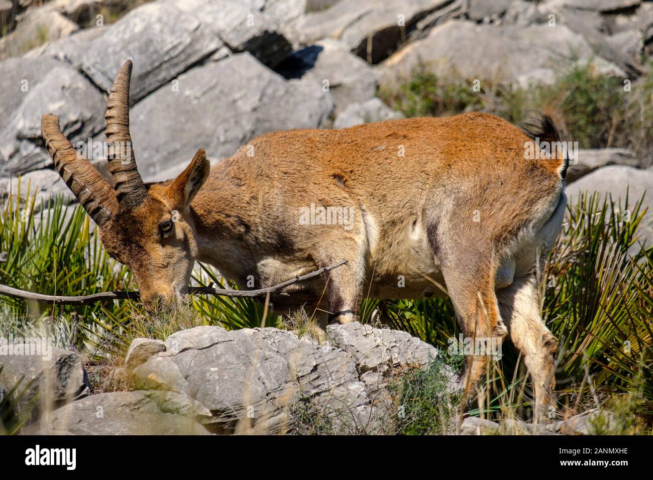 Iberischen Ziege oder Spanische ibex (Capra pyrenaica). Mijas in den Bergen, an der Costa del Sol. Im Süden der Provinz Malaga, Andalusien. Spanien Europa Stockfoto