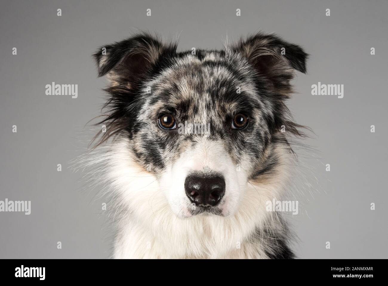 Porträt eines australischen Collie-Hundes in Großbritannien Stockfoto