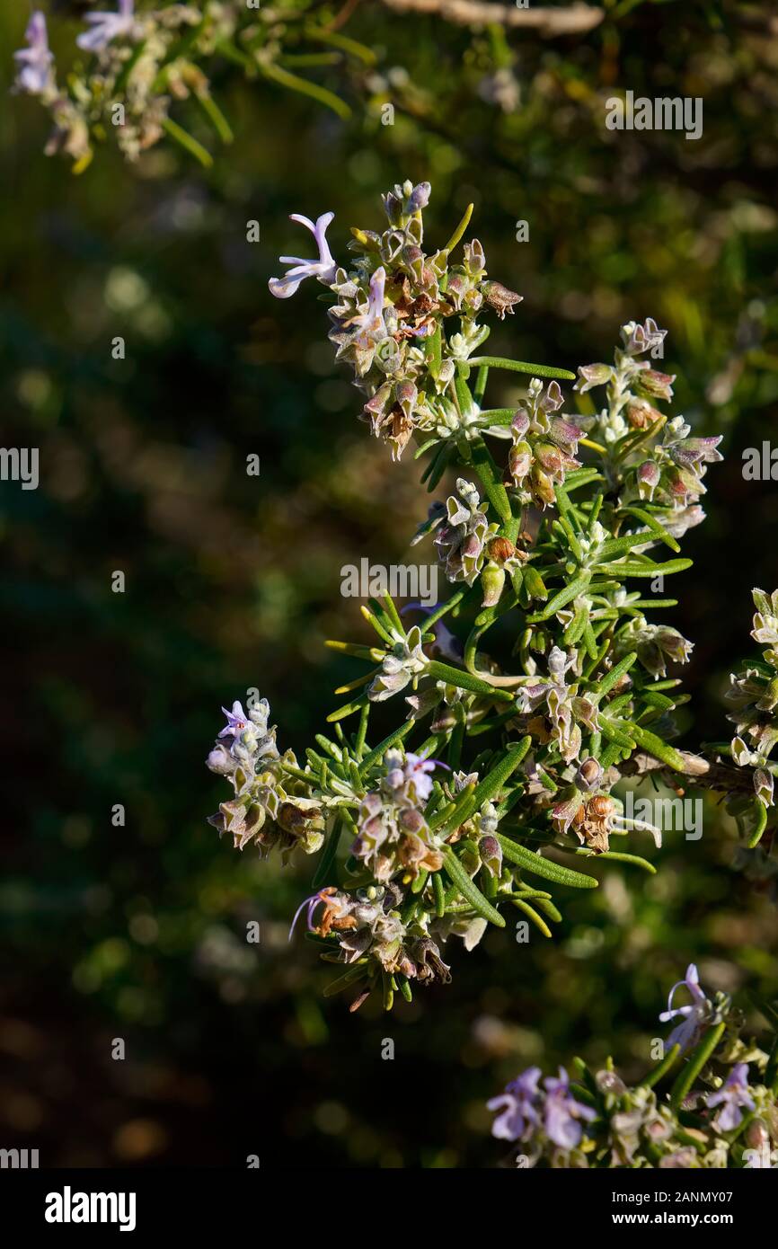 Rosmarin Pflanze in Blüte (Rosmarinus officinalis). Mijas in den Bergen, an der Costa del Sol. Im Süden der Provinz Malaga, Andalusien. Spanien Europa Stockfoto