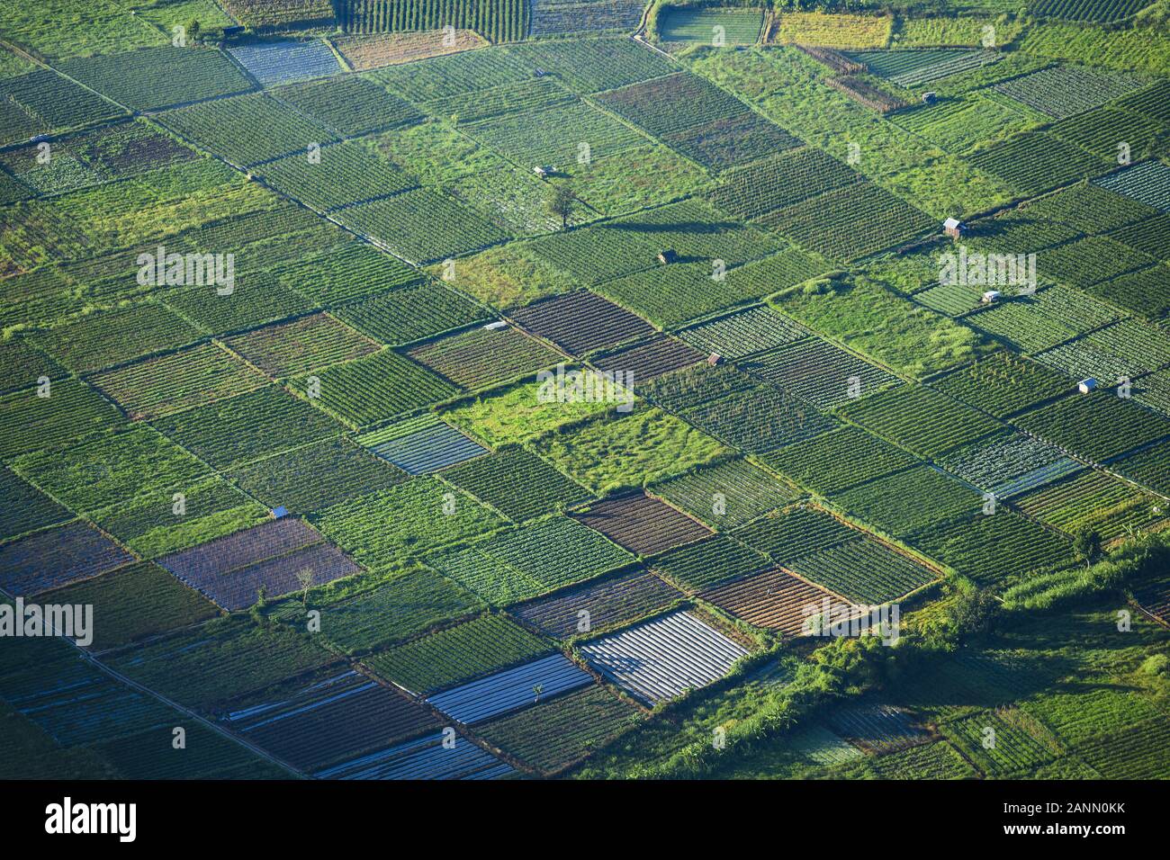 Ansicht von oben, atemberaubenden Blick auf einige landwirtschaftliche Felder beleuchtet bei Sonnenaufgang in Sembalun. Stockfoto