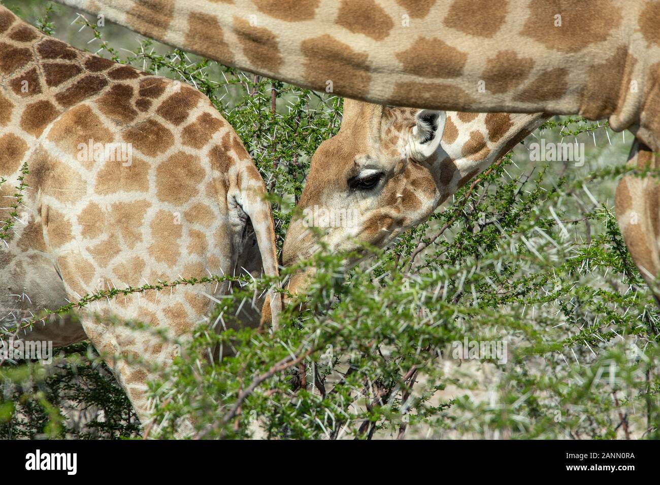 Männliche giraffe Sniffing weibliche vor der Paarung im Etosha, Namibia Stockfoto