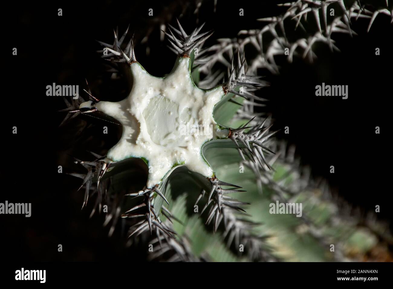Die tödliche, milchig-weiße sap von Euphorbia virosa, Gifboom, oder Gift Baum in Namibia in der Nähe von Etosha. Stockfoto