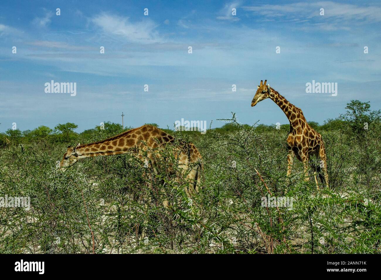 Männliche giraffe zeigen Interesse in einem weiblichen vor der Paarung Stockfoto