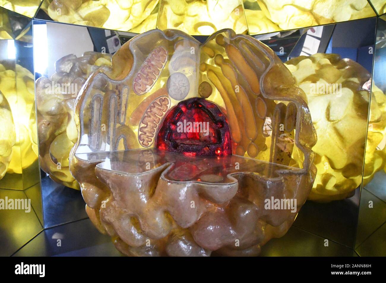 Modell einer menschlichen Zelle in der Human Biology Gallery im Natural History Museum, London, England, Großbritannien Stockfoto